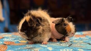 Rescue Guinea Pig Guinea Pigs for Adoption in Santa Cruz, California - Tiny & Harry | PetCurious